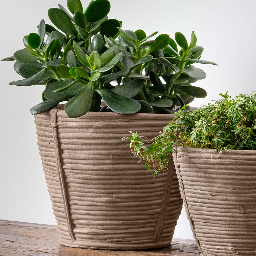 large concrete indoor planter Large Reed Planter