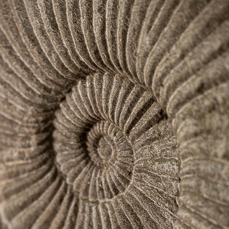Ammonite Statue - Medium