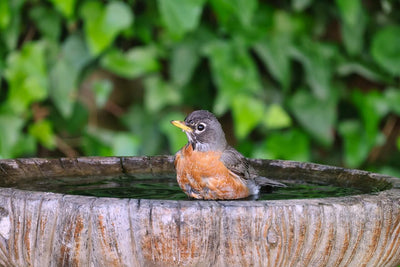 7 Ways to Attract Birds to Your Bird Bath
