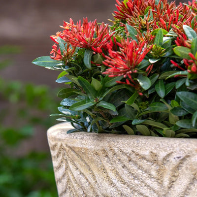 Tropicale Planter Set of 3 | Glazed Collection