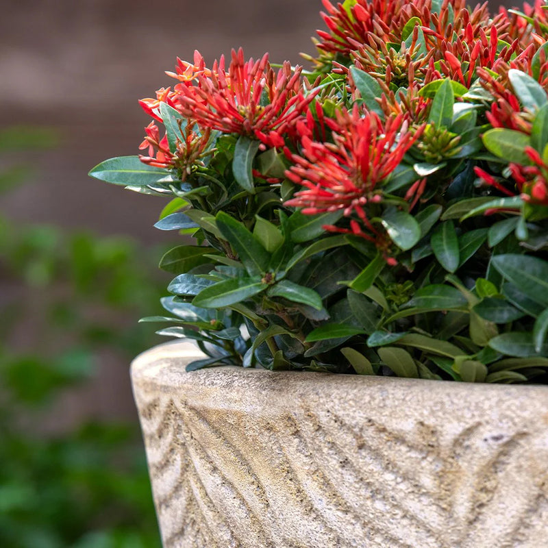 Tropicale Planter Set of 3 | Glazed Collection