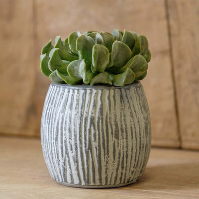 Coconut Set of 6 | Cold Painted Terra Cotta Planter