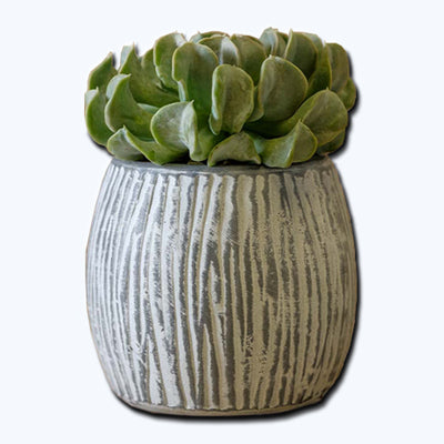 Coconut Set of 6 | Cold Painted Terra Cotta Planter