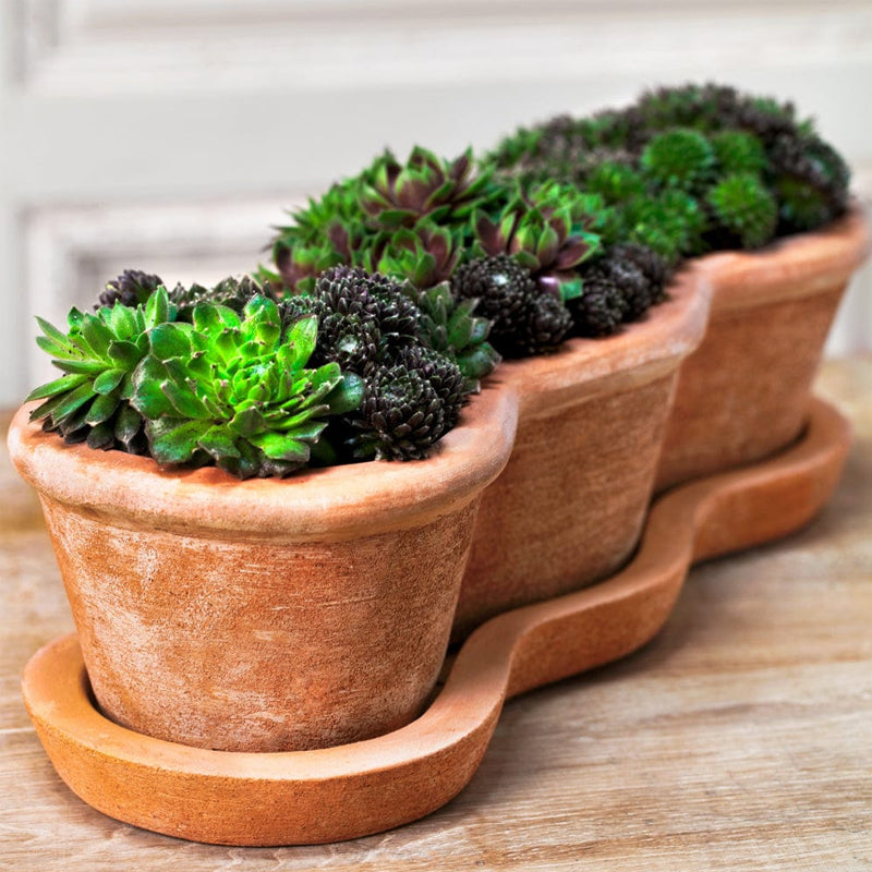 t4u succulent pots Campania International Costa Planter - Set of 3