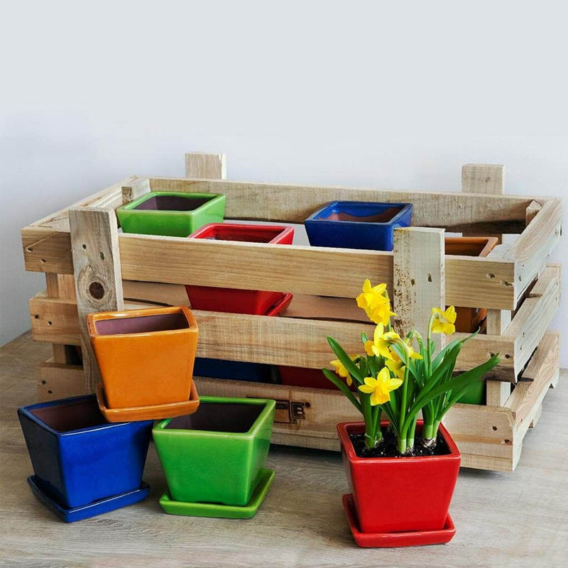 Garden Terrace Small Brights Crate Set of 16